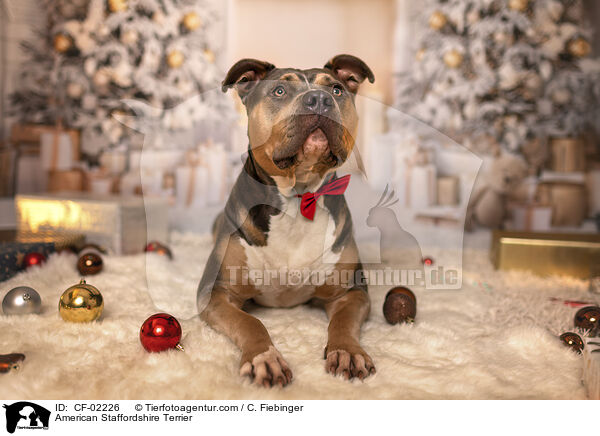 American Staffordshire Terrier / CF-02226