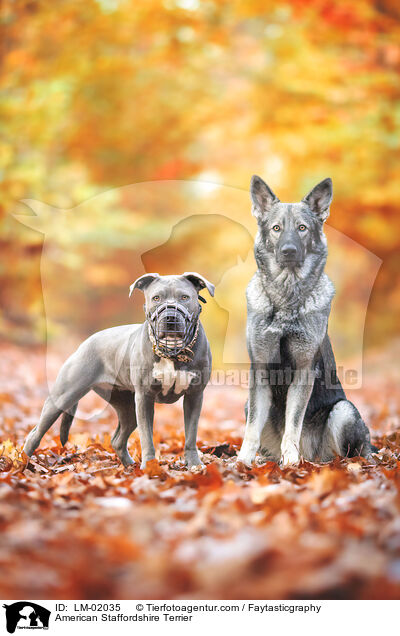 American Staffordshire Terrier / LM-02035