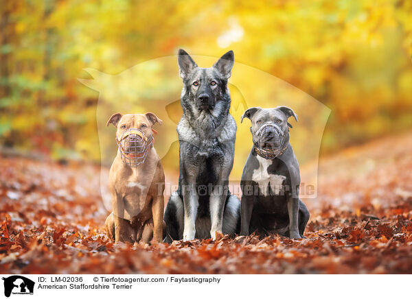 American Staffordshire Terrier / LM-02036