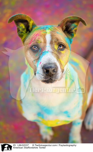 American Staffordshire Terrier / LM-02037