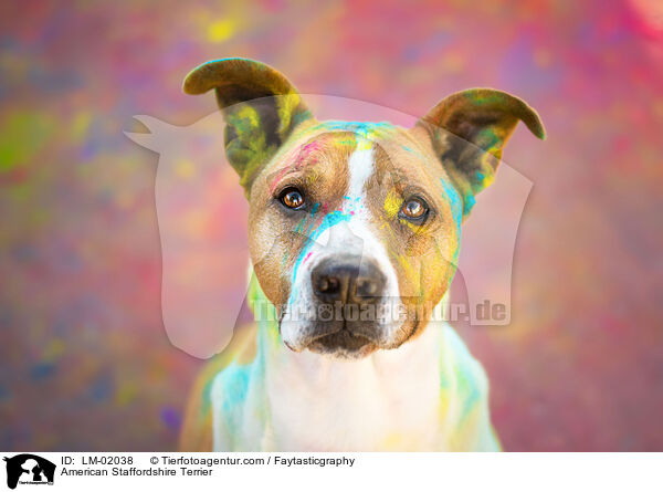 American Staffordshire Terrier / American Staffordshire Terrier / LM-02038