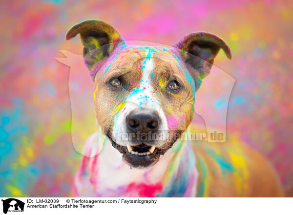 American Staffordshire Terrier / LM-02039