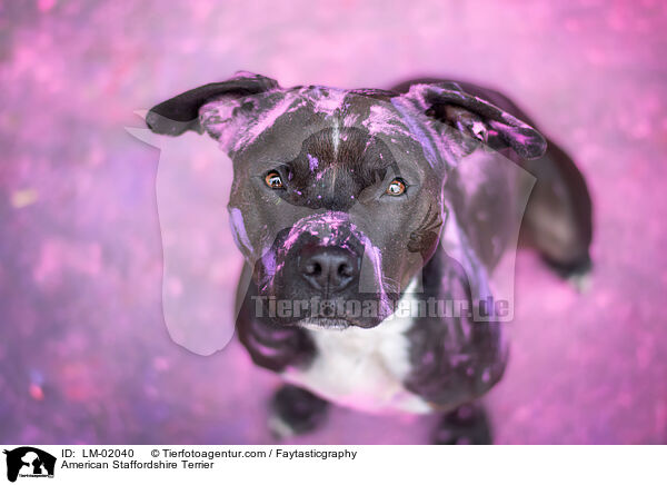 American Staffordshire Terrier / LM-02040