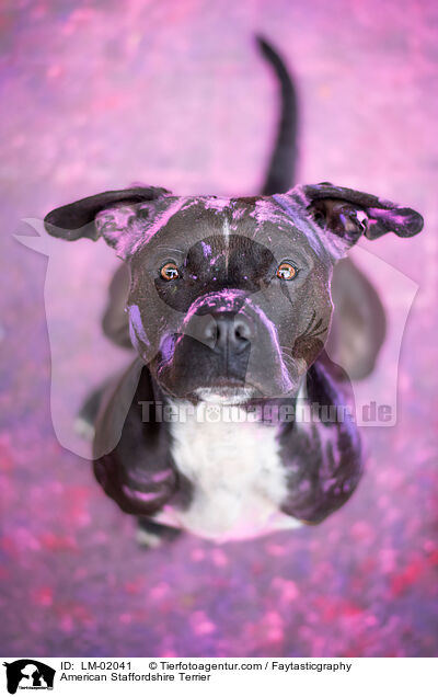 American Staffordshire Terrier / LM-02041
