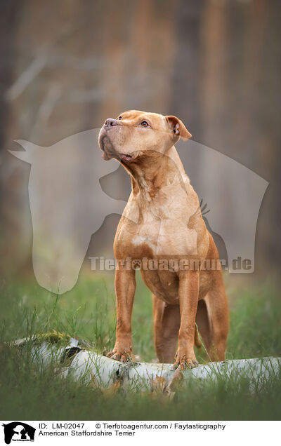 American Staffordshire Terrier / LM-02047