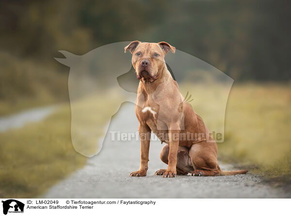 American Staffordshire Terrier / LM-02049