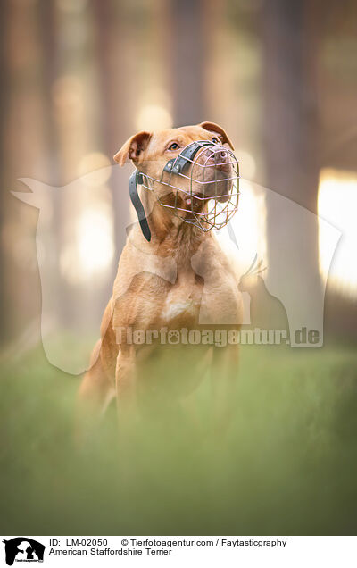 American Staffordshire Terrier / LM-02050