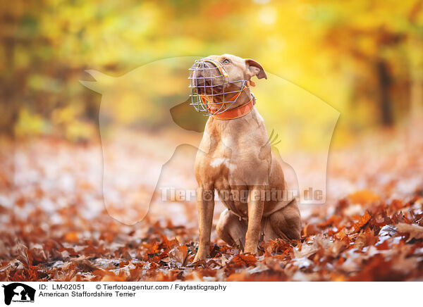 American Staffordshire Terrier / LM-02051