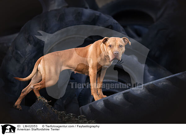 American Staffordshire Terrier / LM-02053