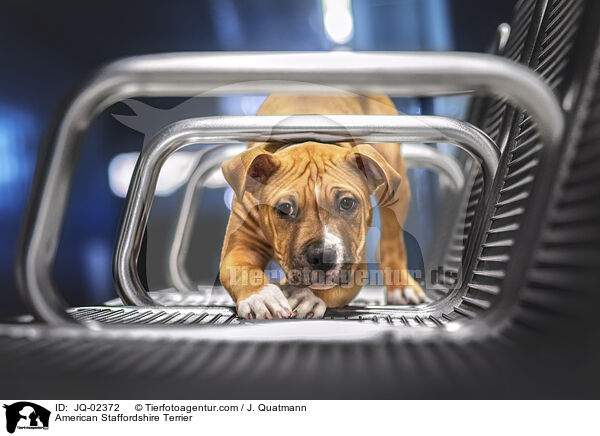 American Staffordshire Terrier / American Staffordshire Terrier / JQ-02372