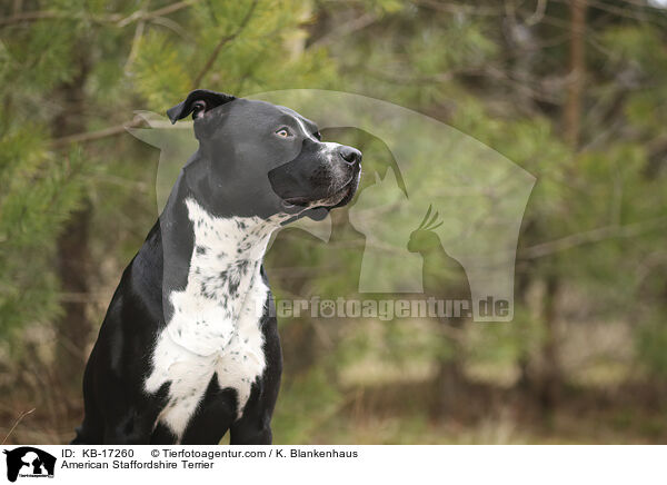 American Staffordshire Terrier / American Staffordshire Terrier / KB-17260
