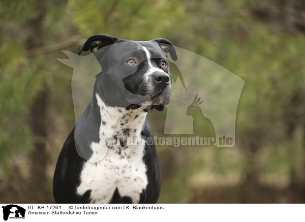 American Staffordshire Terrier / American Staffordshire Terrier / KB-17261