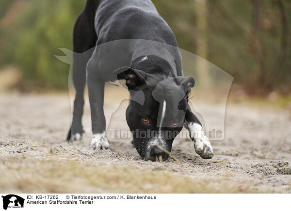 American Staffordshire Terrier / American Staffordshire Terrier / KB-17262