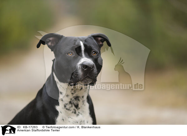 American Staffordshire Terrier / American Staffordshire Terrier / KB-17263
