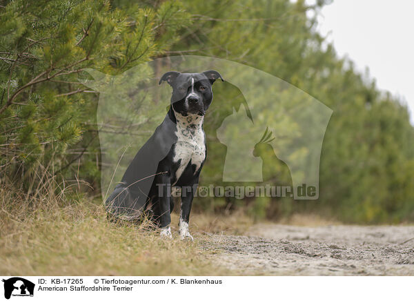 American Staffordshire Terrier / American Staffordshire Terrier / KB-17265