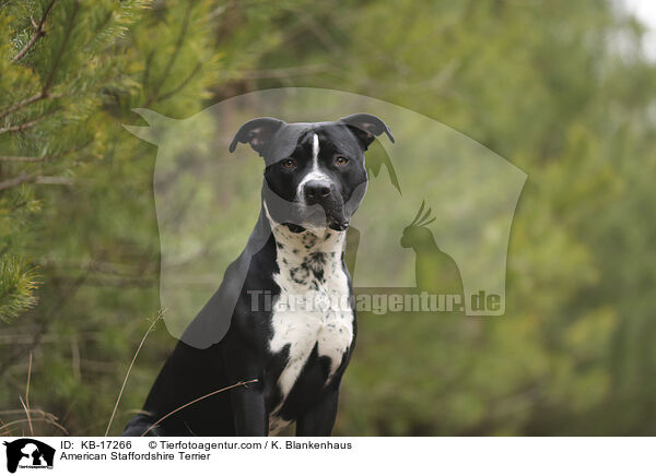 American Staffordshire Terrier / American Staffordshire Terrier / KB-17266