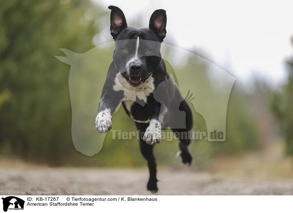 American Staffordshire Terrier / KB-17267
