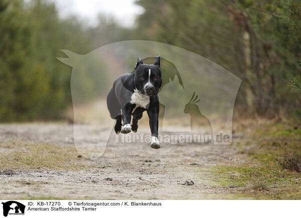 American Staffordshire Terrier / American Staffordshire Terrier / KB-17270