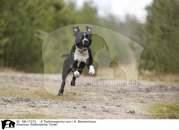 American Staffordshire Terrier / American Staffordshire Terrier / KB-17272