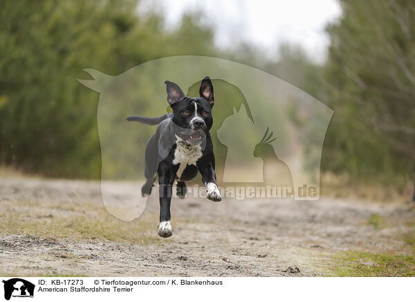 American Staffordshire Terrier / American Staffordshire Terrier / KB-17273