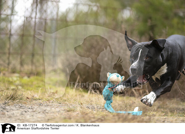 American Staffordshire Terrier / American Staffordshire Terrier / KB-17274