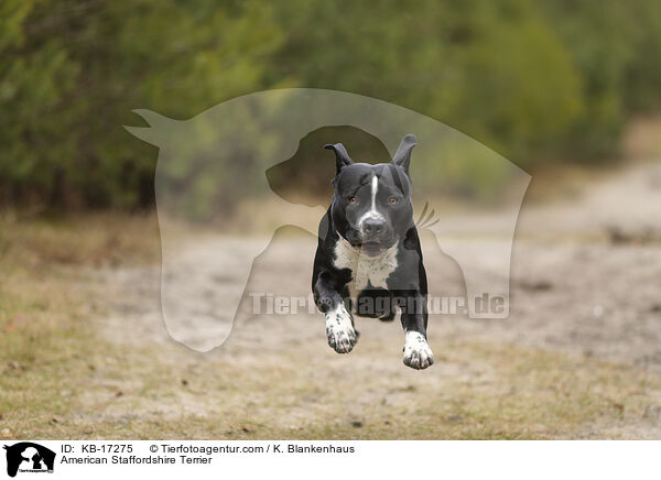 American Staffordshire Terrier / American Staffordshire Terrier / KB-17275