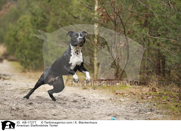 American Staffordshire Terrier / American Staffordshire Terrier / KB-17277