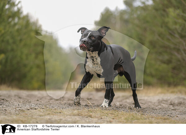 American Staffordshire Terrier / American Staffordshire Terrier / KB-17278