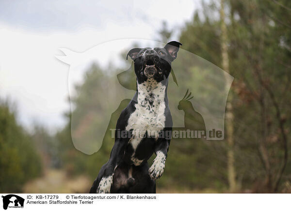American Staffordshire Terrier / American Staffordshire Terrier / KB-17279