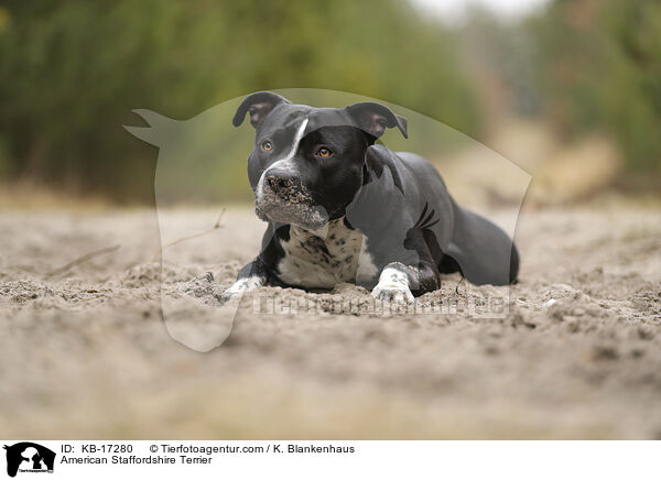 American Staffordshire Terrier / American Staffordshire Terrier / KB-17280