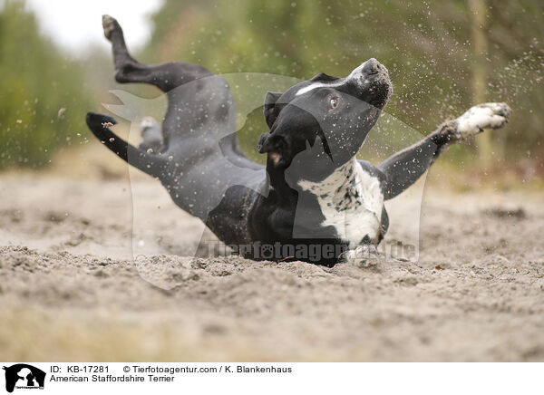American Staffordshire Terrier / American Staffordshire Terrier / KB-17281