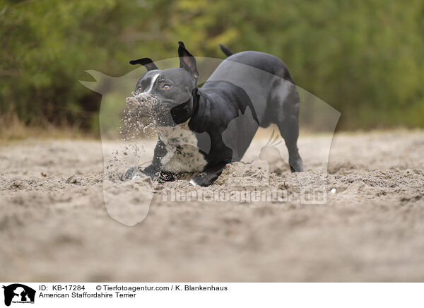 American Staffordshire Terrier / American Staffordshire Terrier / KB-17284