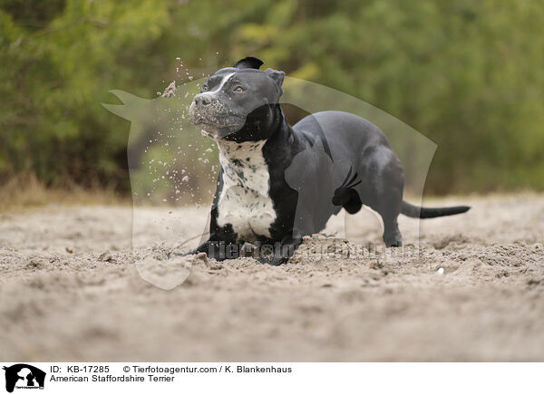 American Staffordshire Terrier / American Staffordshire Terrier / KB-17285