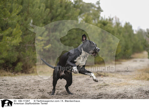 American Staffordshire Terrier / American Staffordshire Terrier / KB-17287
