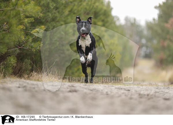 American Staffordshire Terrier / American Staffordshire Terrier / KB-17290