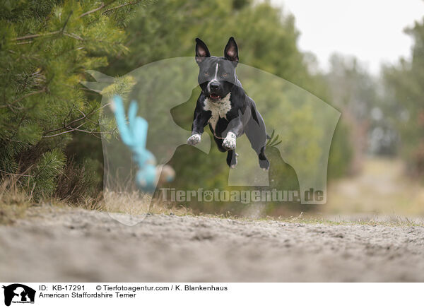 American Staffordshire Terrier / American Staffordshire Terrier / KB-17291