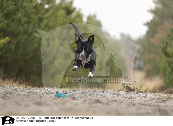 American Staffordshire Terrier / American Staffordshire Terrier / KB-17295