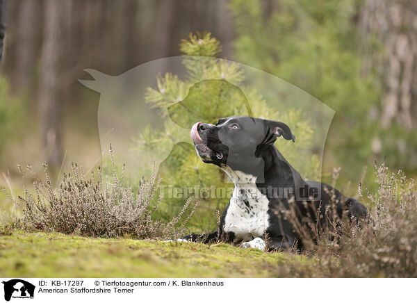 American Staffordshire Terrier / American Staffordshire Terrier / KB-17297