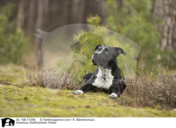 American Staffordshire Terrier / American Staffordshire Terrier / KB-17298