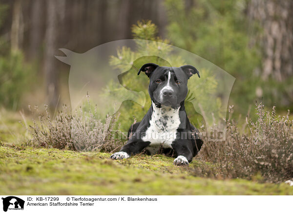American Staffordshire Terrier / American Staffordshire Terrier / KB-17299