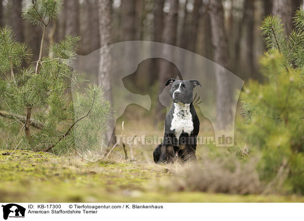 American Staffordshire Terrier / American Staffordshire Terrier / KB-17300