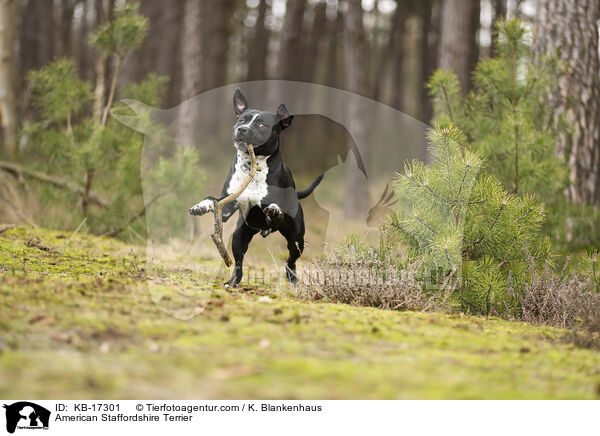 American Staffordshire Terrier / American Staffordshire Terrier / KB-17301