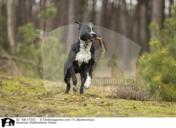 American Staffordshire Terrier / American Staffordshire Terrier / KB-17303
