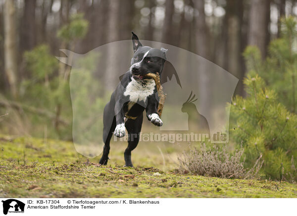American Staffordshire Terrier / American Staffordshire Terrier / KB-17304