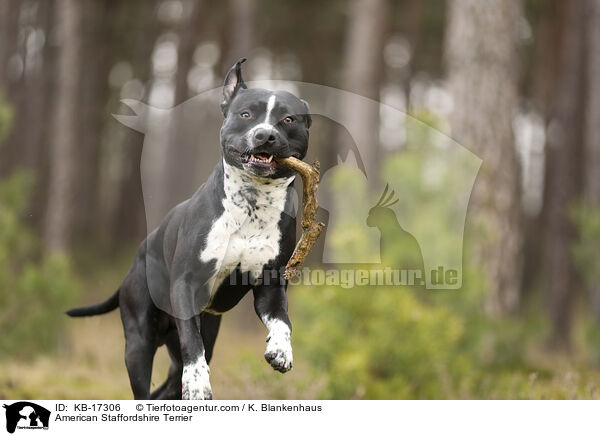 American Staffordshire Terrier / American Staffordshire Terrier / KB-17306