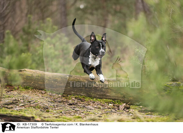 American Staffordshire Terrier / American Staffordshire Terrier / KB-17309