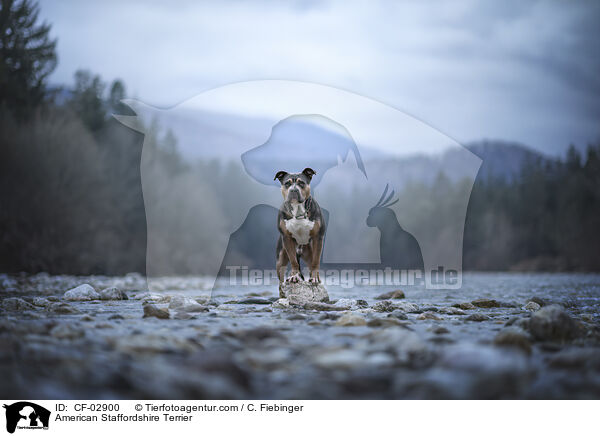 American Staffordshire Terrier / CF-02900