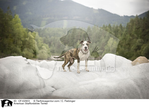 American Staffordshire Terrier / American Staffordshire Terrier / CF-02903
