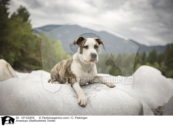American Staffordshire Terrier / American Staffordshire Terrier / CF-02904