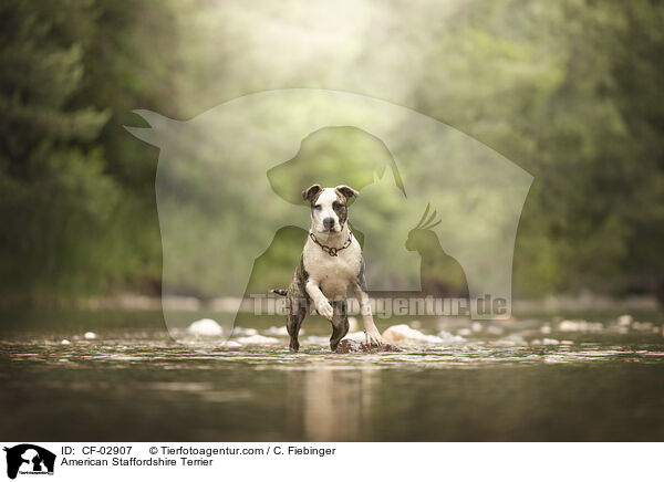 American Staffordshire Terrier / American Staffordshire Terrier / CF-02907